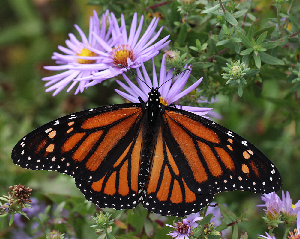 Monarch nectaring on aster.